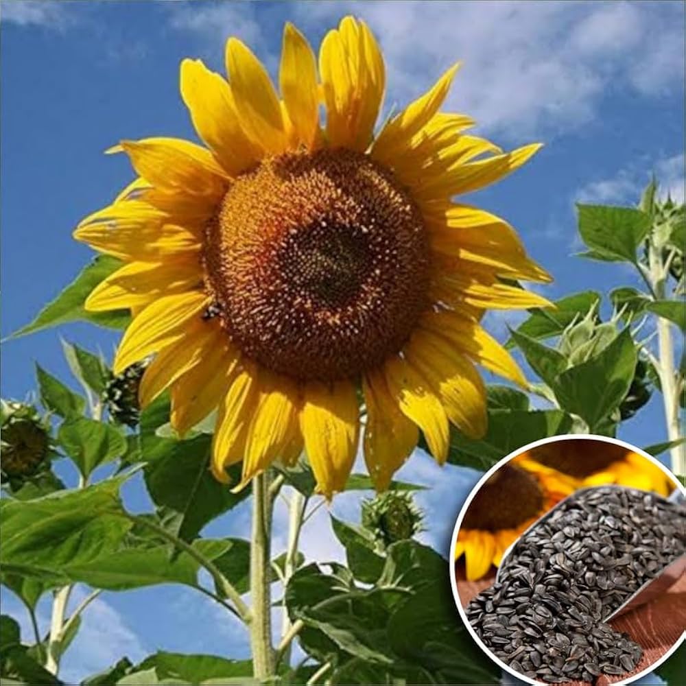 Terracotta Sunflower Helianthus annuus Seeds for Planting in Flower Bed Heirloom Non-GMO Seeds