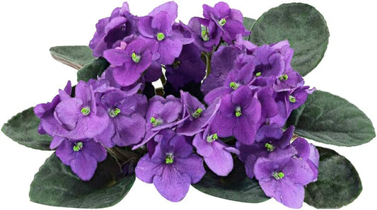 African Violet Saintpaulia Flower Seeds for Planting Heirloom Non-GMO Seeds