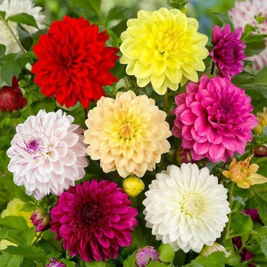 Dahlia Seeds for Planting Dahlia hortensis for flower beds and cottage gardens Heirloom Non-GMO Seeds