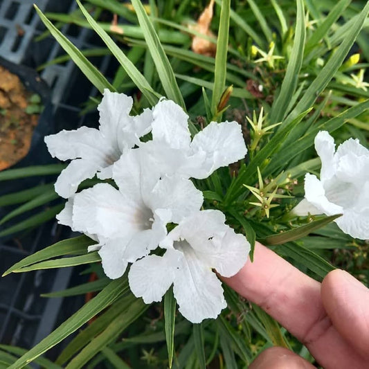 Ruellia Ruellia tuberosa Seeds for Planting in Tropical Garden and Planters Heirloom Non-GMO Seeds