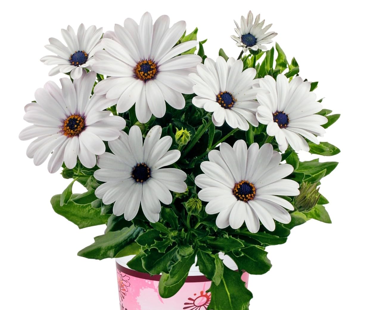 African Daisy Seeds for Planting - Ideal for Flower Bed & Garden Heirloom Non-GMO Seeds