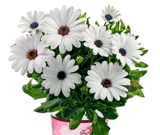 African Daisy Seeds for Planting - Ideal for Flower Bed & Garden Heirloom Non-GMO Seeds