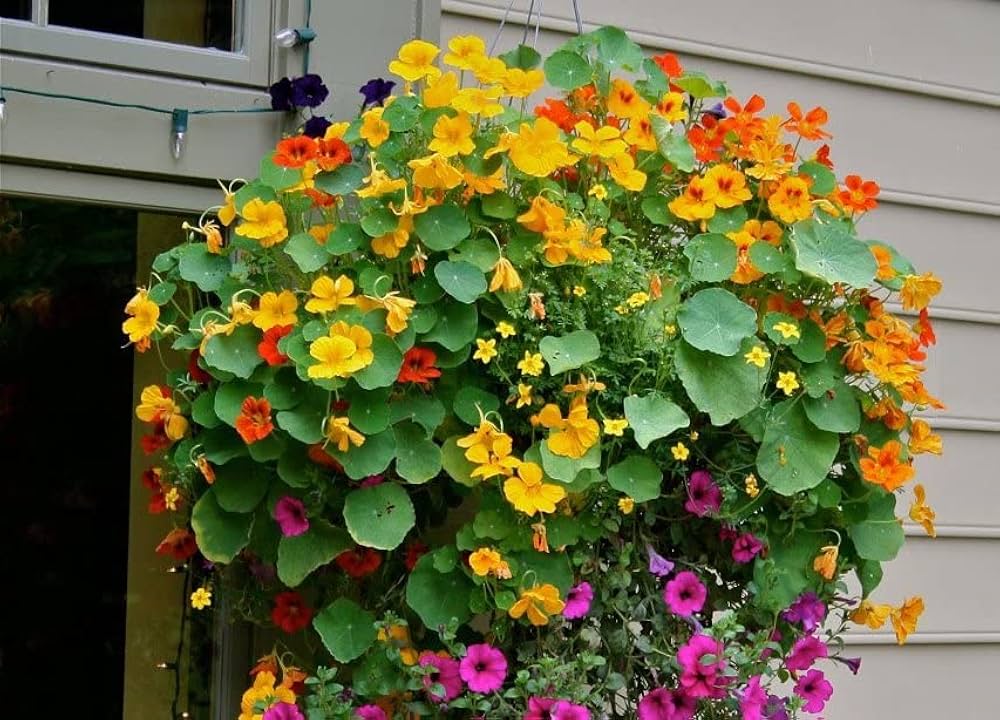 Nasturtium Seeds for Planting Tropaeolum majus for flower beds and vegetable patches Heirloom Non-GMO Seeds