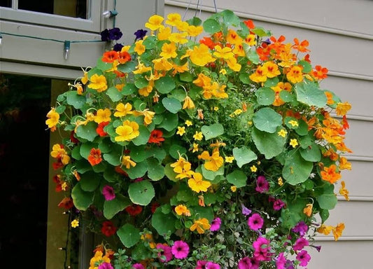 Nasturtium Seeds for Planting Tropaeolum majus for flower beds and vegetable patches Heirloom Non-GMO Seeds