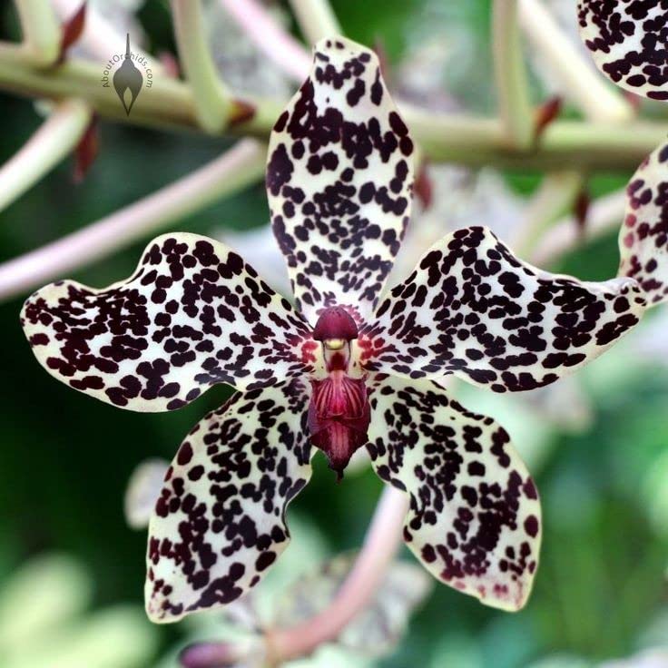 Japanese Tiger Orchid Dendrobium spp Flower Seeds for Planting in Orchid Garden Heirloom Non-GMO Seeds