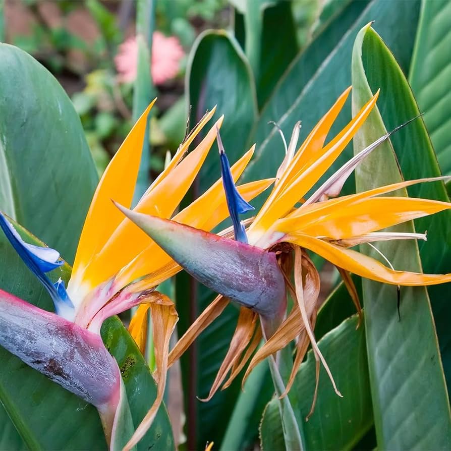 Gilliesii Bird of Paradise Strelitzia reginae Seeds for Planting in Urban Garden Heirloom Non-GMO Seeds