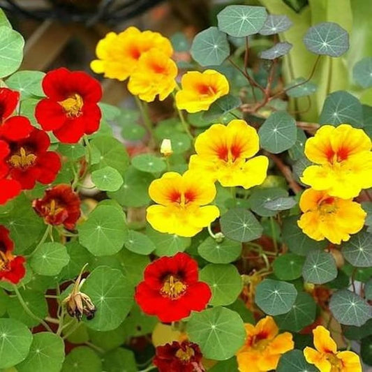 Nasturtium Flower Seeds Tropaeolum majus for Planting in Flower Bed Heirloom Non-GMO Seeds