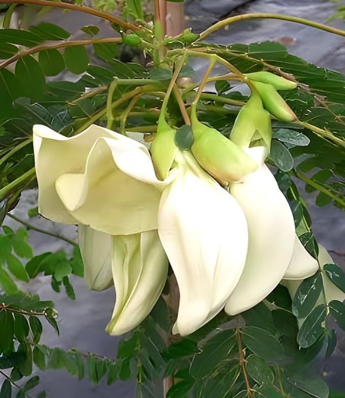 Lysimachus Seeds for Planting Lysimachia spp. for pondside gardens and borders | Heirloom Non-GMO Herb Seeds for Home Gardens