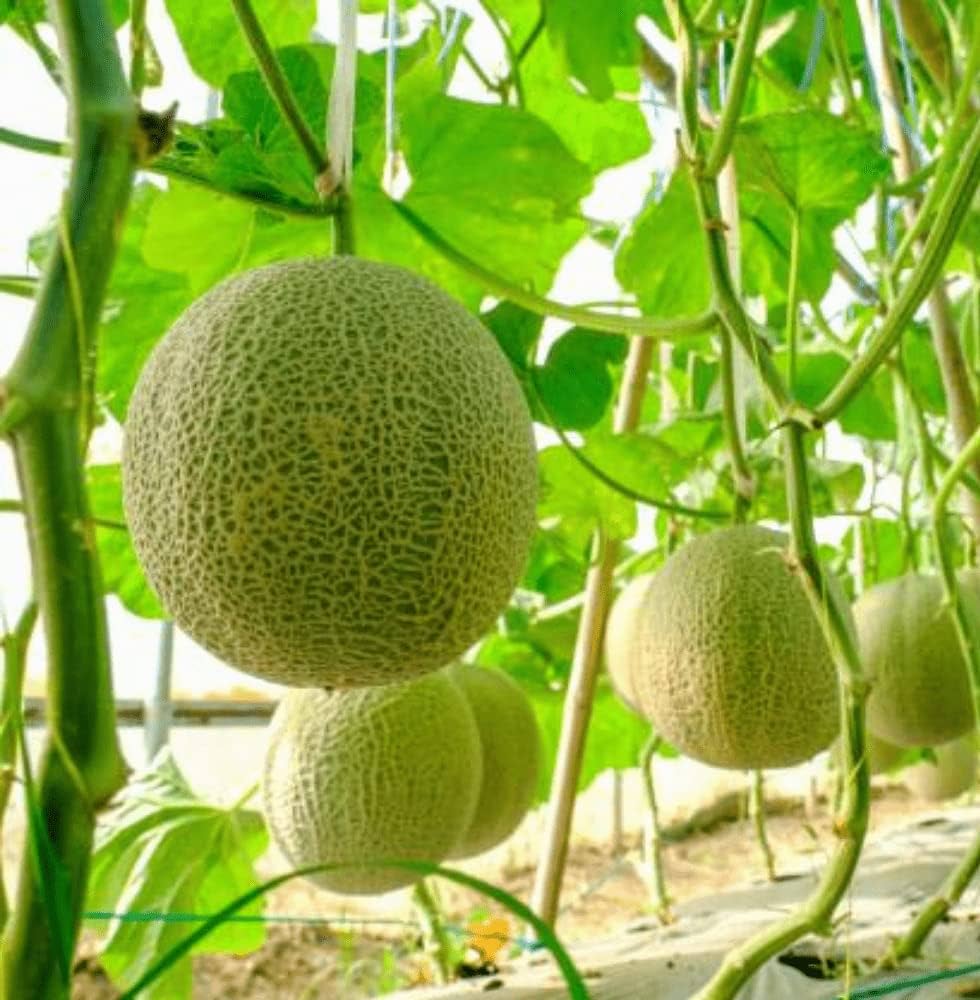 Cantaloupe Seeds for Planting Cucumis melo for vegetable patch and backyard garden Fruit Seeds for Home Gardens, Containers & Outdoor Growing
