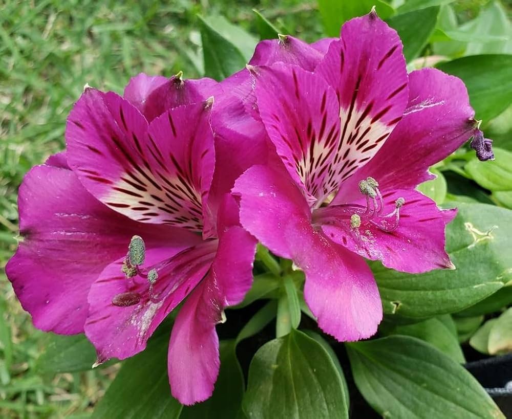 Peruvian Lily Alstroemeria spp. Flower Seeds for Planting in Flower Bed Heirloom Non-GMO Seeds