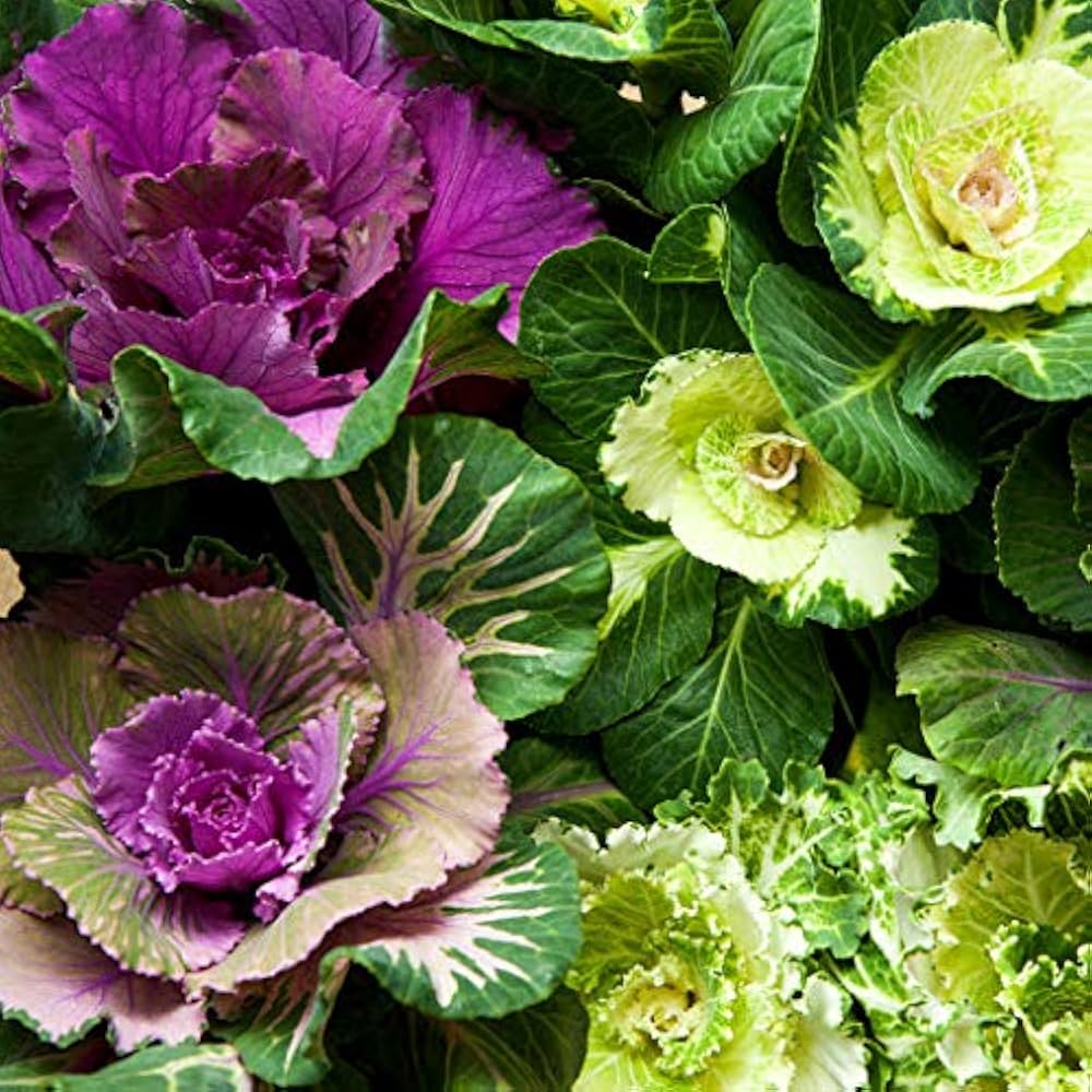 Flowering Cabbage Brassica oleracea Seeds for Planting for Planting, Premium Vegetable Seeds | Heirloom Non-GMO