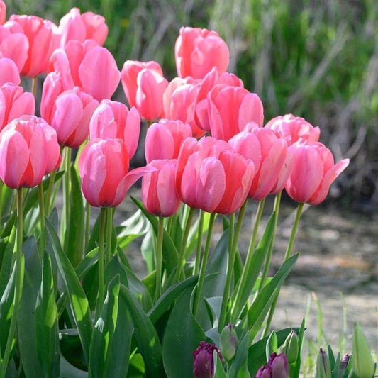 Barcelona Tulip Tulipa spp Flower Seeds for Planting in Flower Bed and Garden Heirloom Non-GMO Seeds