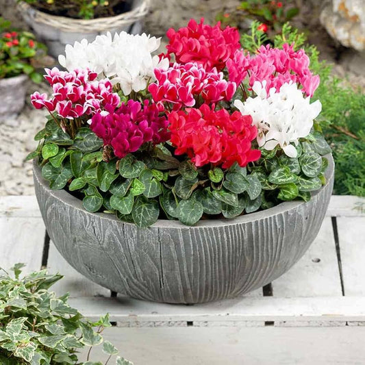 Cyclamen Seeds for Planting Cyclamen persicum Alpenveilchen for shaded patios and pots Heirloom Non-GMO Seeds