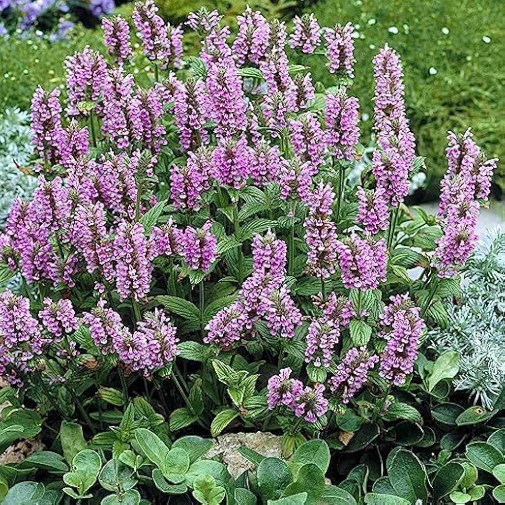 Nepeta Seeds for Planting Nepeta spp. for home gardens and herb beds Heirloom Non-GMO Seeds