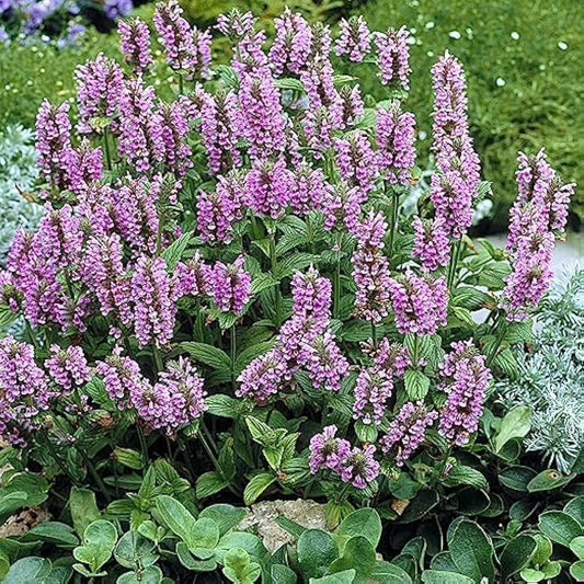 Nepeta Seeds for Planting Nepeta spp. for home gardens and herb beds Heirloom Non-GMO Seeds