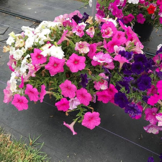 Mixed Petunia Petunia spp. Flower Seeds for Planting in Flower Bed Heirloom Non-GMO Seeds