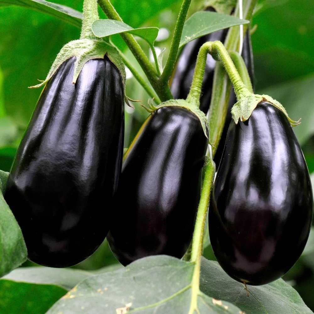 Dusky Eggplant Seeds for Planting Solanum melongena for vegetable patch and home garden for Planting, Premium Vegetable