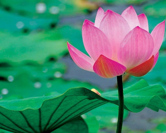 Lotus Nelumbo nucifera Flower Seeds for Planting for Water Garden Heirloom Non-GMO Seeds