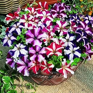 Mixed Petunia Violacea Flower Petunia violacea Seeds for Planting in Flower Bed & Garden Heirloom Non-GMO Seeds