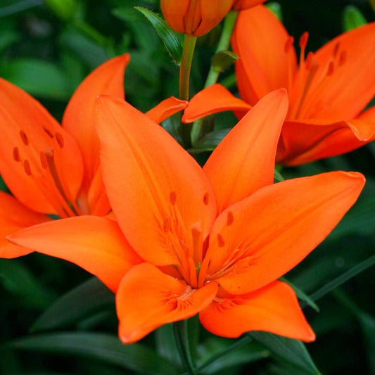 Lily Seeds for Planting Lilium spp. for flower beds and ornamental gardens Heirloom Non-GMO Seeds