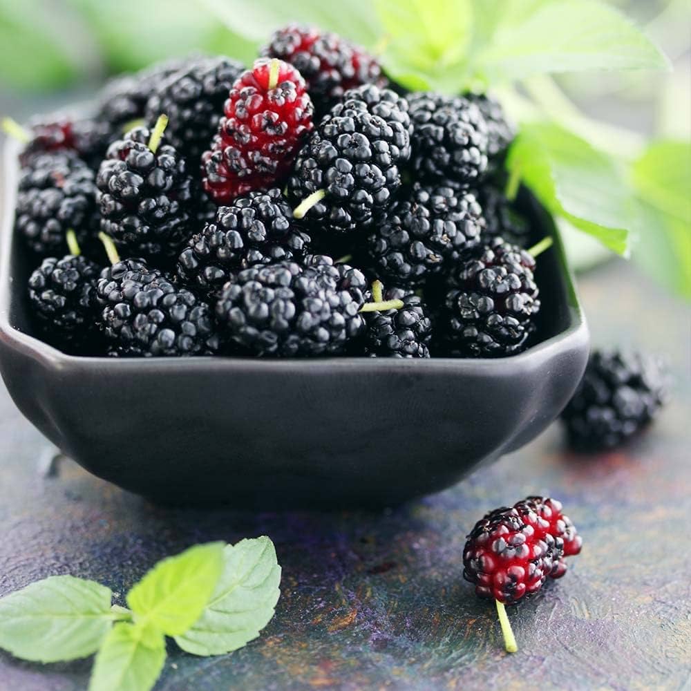 Mulberry Seeds for Planting Morus spp. for fruit gardens and landscapes Heirloom Non-GMO Seeds