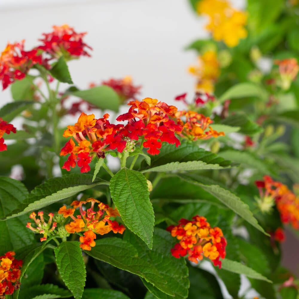 Lantana Camara Seeds for Planting Lantana camara for flower beds and butterfly gardens Heirloom Non-GMO Seeds