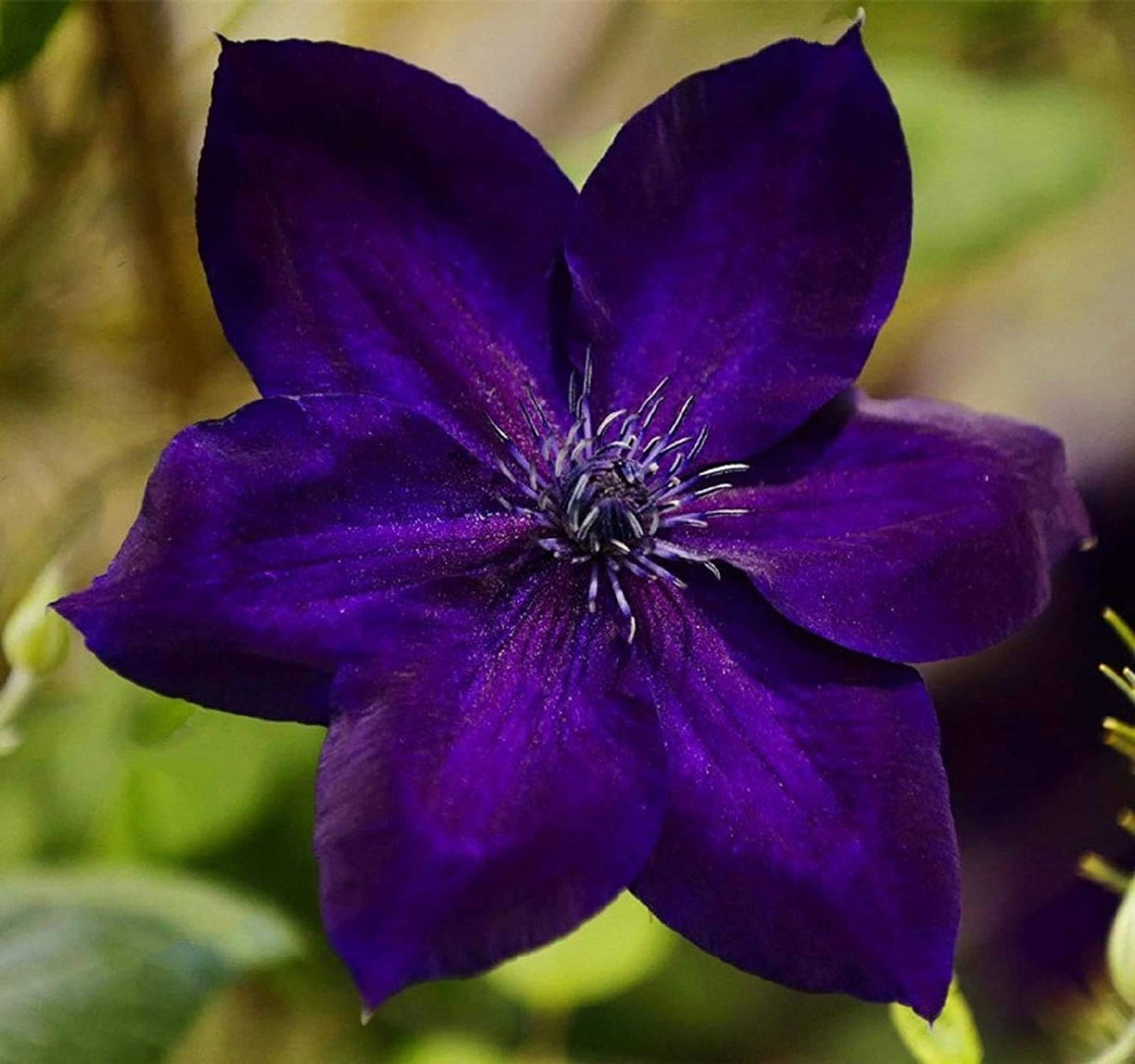 Sweet Clematis Seeds for Planting Clematis terniflora for trellis gardens and fences Heirloom Non-GMO Seeds