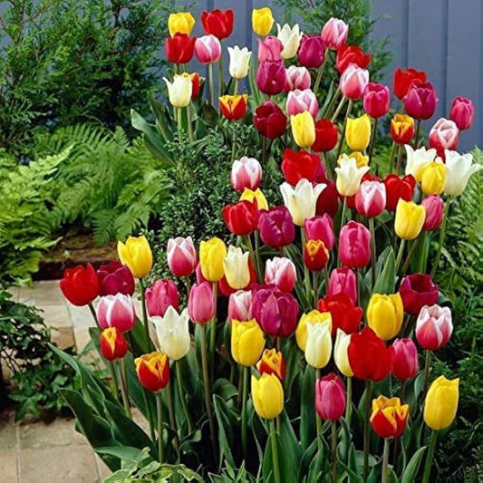 Mixed Tulip Flower Seeds Tulipa for Planting in Urban Garden Heirloom Non-GMO Seeds