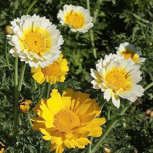 Chrysanthemum Chrysanthemum spp Seeds for Planting in Flower Bed and Garden Heirloom Non-GMO Seeds