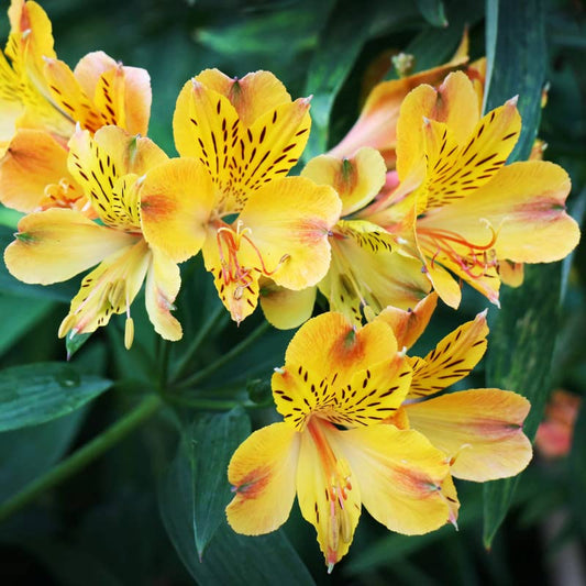 Alstroemeria Flower Seeds Alstroemeria for Planting in Flower Bed & Garden Heirloom Non-GMO Seeds