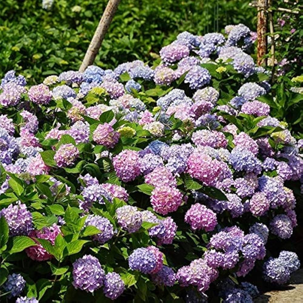 Mixed Hydrangea Hydrangea spp. Flower Seeds for Planting in Flower Bed Heirloom Non-GMO Seeds