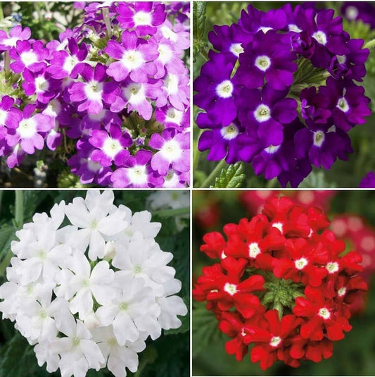 Trailing Verbena Flower Seeds for Planting (Schleppende Eisenkrautblumensamen) Heirloom Non-GMO Seeds