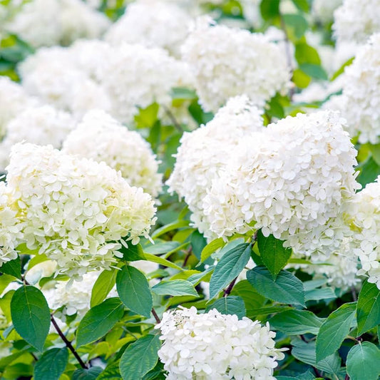Hydrangea Paniculata Seeds for Planting Hydrangea paniculata for ornamental gardens and flower beds Heirloom Non-GMO See