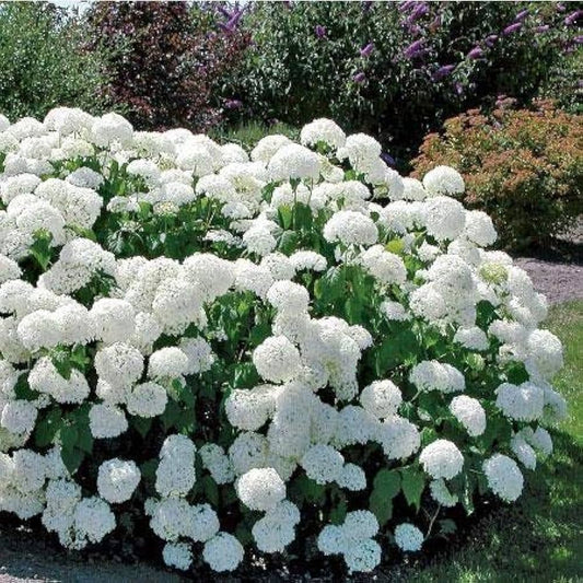 Annabelle Hydrangea Seeds for Planting Hydrangea arborescens for ornamental gardens and flower beds Heirloom Non-GMO See