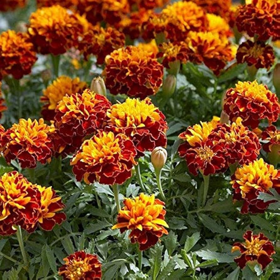 Tagetes Patula Nana Bolero Seeds for Planting - Ideal for Flower Bed & Home Garden Heirloom Non-GMO Seeds
