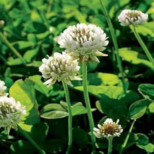 Clover Trifolium repens Flower Seeds for Planting in Lawn & Garden | Heirloom Non-GMO Flower Seeds for Home Gardens