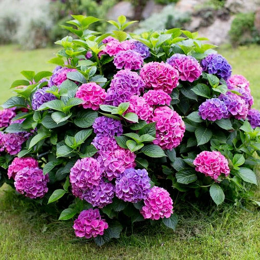 Hydrangea Seeds Hydrangea macrophylla for Planting in Flower Bed & Garden Heirloom Non-GMO Seeds