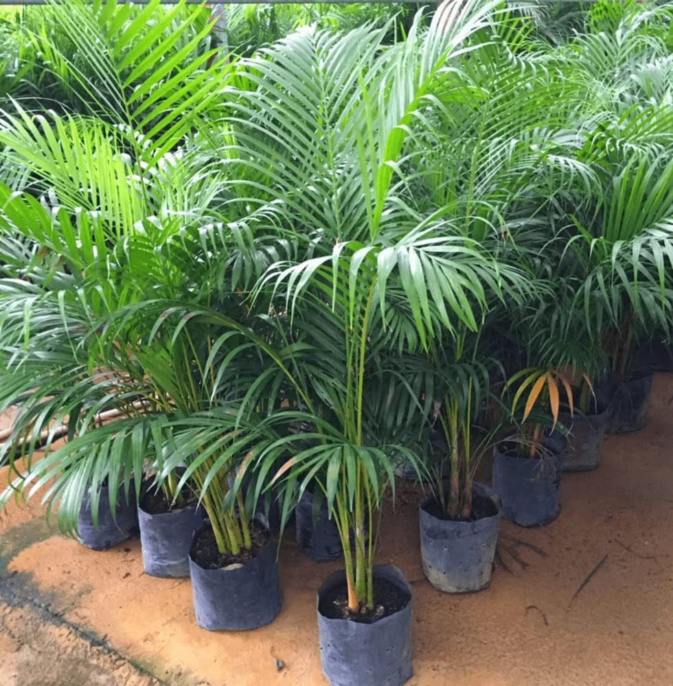 Cabbage Palm Seeds for Planting Sabal palmetto for tropical gardens and landscapes for Planting, Premium Vegetable Seeds
