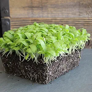 Chrysanthemum Flower Chrysanthemum morifolium Seeds for Planting in Flower Bed & Garden Heirloom Non-GMO Seeds