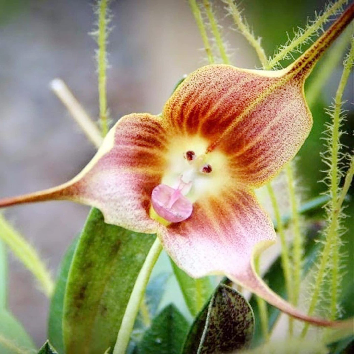 Monkey Face Orchid Dracula simia Flower Seeds for Planting in Indoor Garden Heirloom Non-GMO Seeds