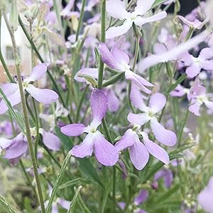 Mathiola Flower Seeds for Planting in Flower Bed & Garden Heirloom Non-GMO Seeds