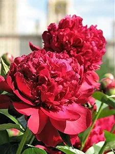 Chinese Peony Paeonia lactiflora Seeds for Planting in Flower Bed & Garden Heirloom Non-GMO Seeds