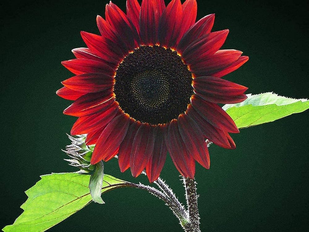 Chocolate Cherry Sunflower Helianthus annuus Flower Seeds for Planting in Garden Heirloom Non-GMO Seeds
