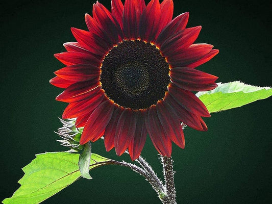 Chocolate Cherry Sunflower Helianthus annuus Flower Seeds for Planting in Garden Heirloom Non-GMO Seeds