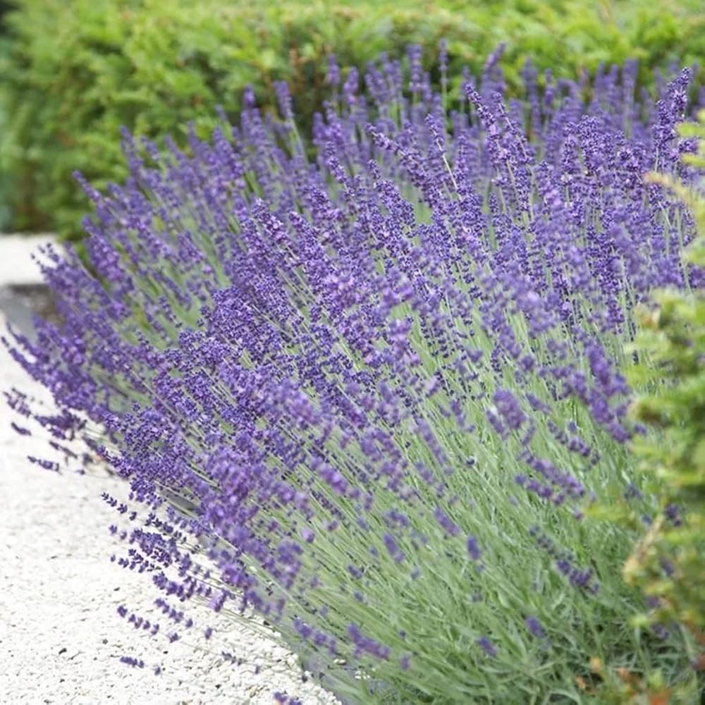Lavendula Angustifolia Lavender Flower Seeds for Planting in Herb Garden and Flower Bed Heirloom Non-GMO Seeds