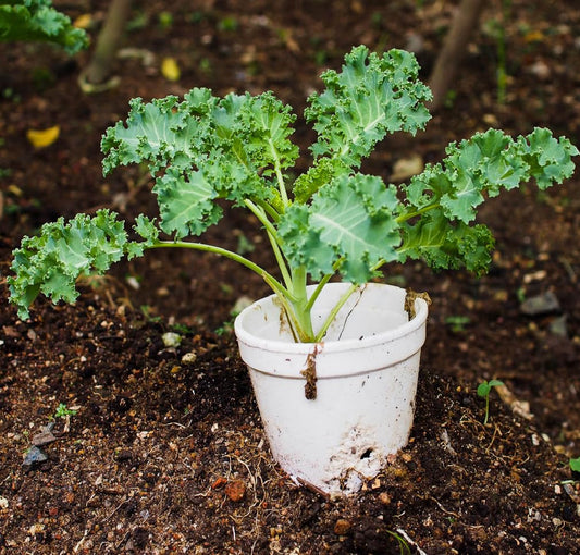 Kale Seeds for Planting Brassica oleracea for vegetable patches and home gardens for Planting, Premium Seeds | Heirloom