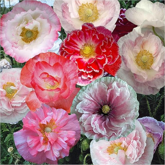 Mixed Poppy Papaver spp. Seeds for Planting in Flower Bed & Garden Heirloom Non-GMO Seeds