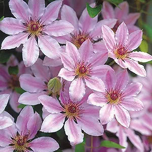Clematis Nelly Moser Clematis spp. Seeds for Planting in Flower Bed & Garden Heirloom Non-GMO Seeds