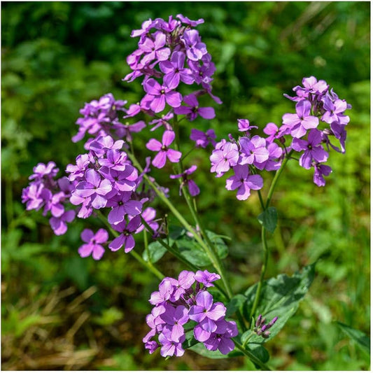 Dame's Rocket Hesperis matronalis Seeds for Planting in Flower Bed Heirloom Non-GMO Seeds