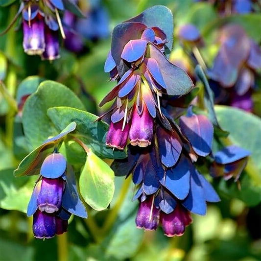Shrimp Plant Justicia brandegeeana Seeds for Planting in Flower Border and Balcony Garden Heirloom Non-GMO Seeds